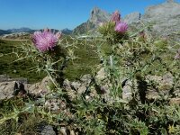 Carduus carlinoides 17, Saxifraga-Ed Stikvoort : Espinama - Fuente Dé - Regugio de Aliva s9900