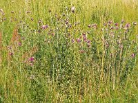 Carduus nutans 49,  Knikkende distel, Saxifraga-Hans Grotenhuis