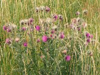 Carduus nutans 51, Knikkende distel, Saxifraga-Hans Grotenhuis