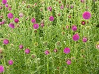 Carduus nutans 52, Knikkende distel, Saxifraga-Hans Grotenhuis