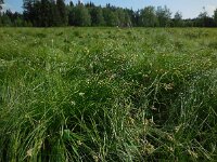 Carex brizoides 10, Trilgraszegge, Saxifraga-Ed Stikvoort