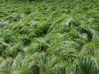 Carex brizoides 11, Trilgraszegge, Saxifraga-Ed Stikvoort