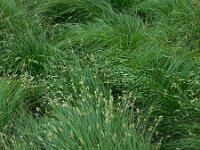 Carex brizoides 9, Trilgraszegge, Saxifraga-Ed Stikvoort