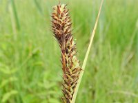 Carex buxbaumii 2, Saxifraga-Rutger Barendse