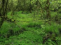 Carex elongata 12, Elzenzegge, Saxifraga-Hans Boll