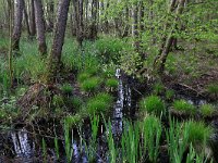 Carex elongata 24, Elzenzegge, Saxifraga-Hans Boll