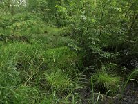 Carex elongata 39, Elzenzegge, Saxifraga-Hans Boll