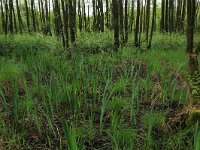 Carex elongata 66, Elzenzegge, Saxifraga-Hans Boll