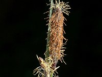 Carex flacca 3, Zeegroene zegge, Saxifraga-Jan van der Straaten