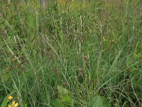 Carex flacca 37, Zeegroene zegge, Saxifraga-Hans Boll