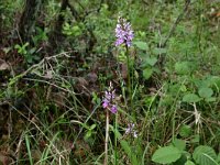 Carex flacca 9, Zeegroene zegge, Saxifraga-Hans Boll