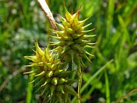 Carex flava 31, Gele zegge, Saxifraga-Hans Grotenhuis