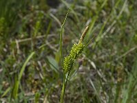 Carex flava 5, Gele zegge, Saxifraga-Willem van Kruijsbergen