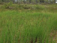 Carex limosa 13, Slijkzegge, Saxifraga-Hans Boll