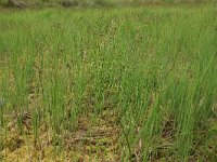 Carex limosa 14, Slijkzegge, Saxifraga-Hans Boll