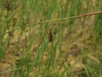 Carex limosa 15, Slijkzegge, Saxifraga-Hans Boll