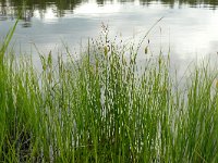 Carex limosa 16, Slijkzegge, Saxifraga-Hans Grotenhuis