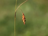 Carex limosa 2, Slijkzegge, Saxifraga-Hans Dekker