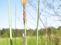 Carex limosa 3, Slijkzegge, Saxifraga-Rutger Barendse