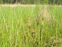 Carex limosa 5, Slijkzegge, Saxifraga-Rutger Barendse