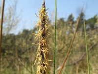 Carex limosa 6, Slijkzegge, Saxifraga-Rutger Barendse