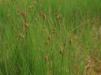 Carex limosa 7, Slijkzegge, Saxifraga-Hans Boll