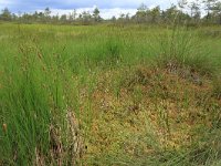 Carex limosa 8, Slijkzegge, Saxifraga-Hans Boll