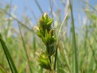 Carex muricata 2, Valse stekelzegge, Saxifraga-Rutger Barendse