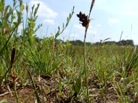 Carex panicea 36, Blauwe zegge, Saxifraga-Ed Stikvoort
