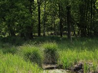 Carex paniculata 10, Pluimzegge, Saxifraga-Hans Boll