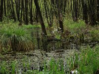 Carex paniculata 17, Pluimzegge, Saxifraga-Hans Boll