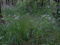 Carex paniculata 19, Pluimzegge, Saxifraga-Hans Boll