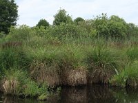 Carex paniculata 22, Pluimzegge, Saxifraga-Hans Boll