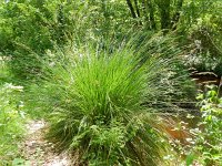 Carex paniculata 28, Pluimzegge, Saxifraga-Rutger Barendse