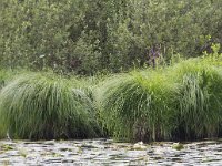 Carex paniculata 29, Pluimzegge, Saxifraga-Jan Nijendijk