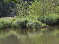 Carex paniculata 31, Pluimzegge, Saxifraga-Jan Nijendijk