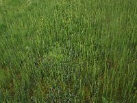 Carex rostrata 31, Snavelzegge, Saxifraga-Hans Boll