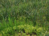 Carex rostrata 35, Snavelzegge, Saxifraga-Hans Boll