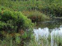 Carex rostrata 41, Snavelzegge, Saxifraga-Hans Boll