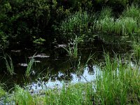 Carex rostrata 45, Snavelzegge, Saxifraga-Hans Boll