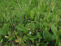 Carex rostrata 47, Snavelzegge, Saxifraga-Hans Boll