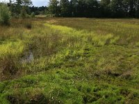 Carex rostrata 57, Snavelzegge, Saxifraga-Hans Boll