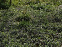 Carex sylvatica 13, Boszegge, Saxifraga-Hans Boll