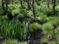 Carex sylvatica 22, Boszegge, Saxifraga-Hans Boll