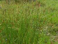 Carex tomentosa 15, Viltzegge-Saxifraga-Rutger Barendse