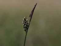 Carex tomentosa 9, Viltzegge, Saxifraga-Peter Meininger