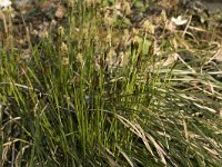 Carex umbrosa