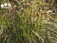 Carex umbrosa 5, Schaduwzegge, Saxifraga-Willem van Kruijsbergen