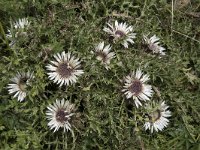 Carlina acaulis 12, Saxifraga-Willem van Kruijsbergen