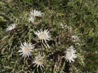 Carlina acaulis ssp acaulis